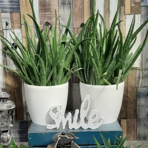 Komplet saksija u mat beloj boji sa unitrašnjom tacnom 8 komada - dodatni pogled