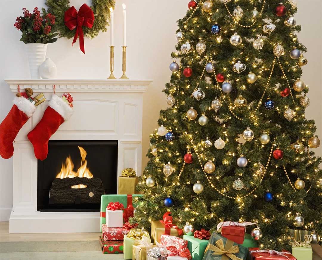 Novogodišnja jelka Himalaya 220 cm - detalj