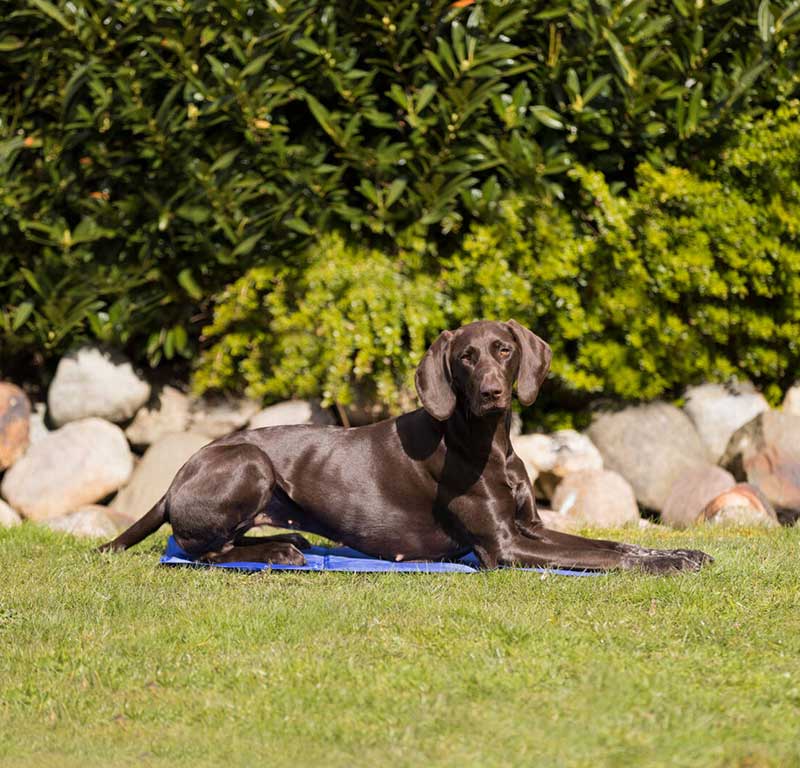 Rashladna prostirka za pse 110x70cm Trixie 28687 - detalj