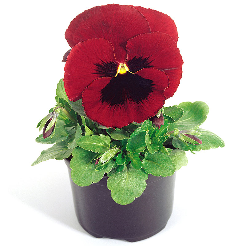 Cveće Dan i noć - crveni sa okom - Viola wittrockiana 5720/1 - detalj