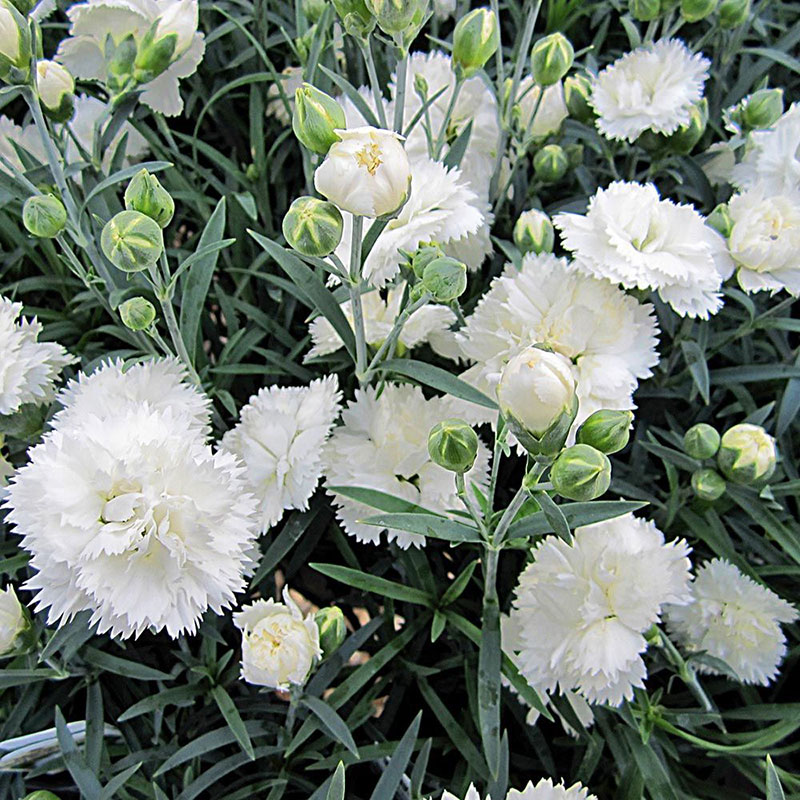 Seme za Karanfil šabo - beli - Dianthus caryophyllus 3225/6 - detalj