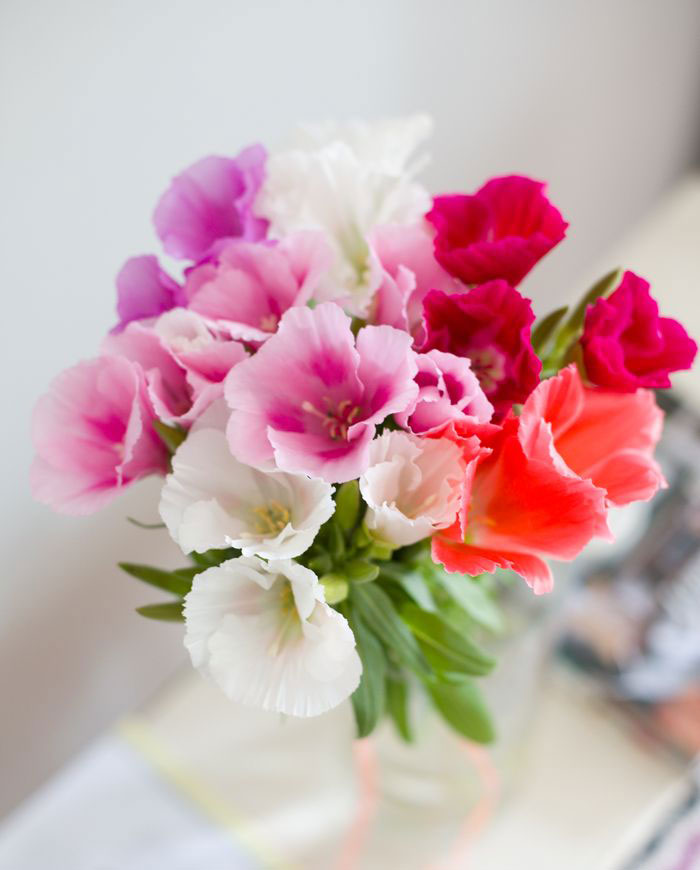 Seme za cveće Godecija mešavina - Godetia grandiflora 3540 - detalj