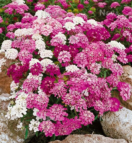 Seme za cveće Ognjica mešavina - Iberis umbellata 3788 - detalj