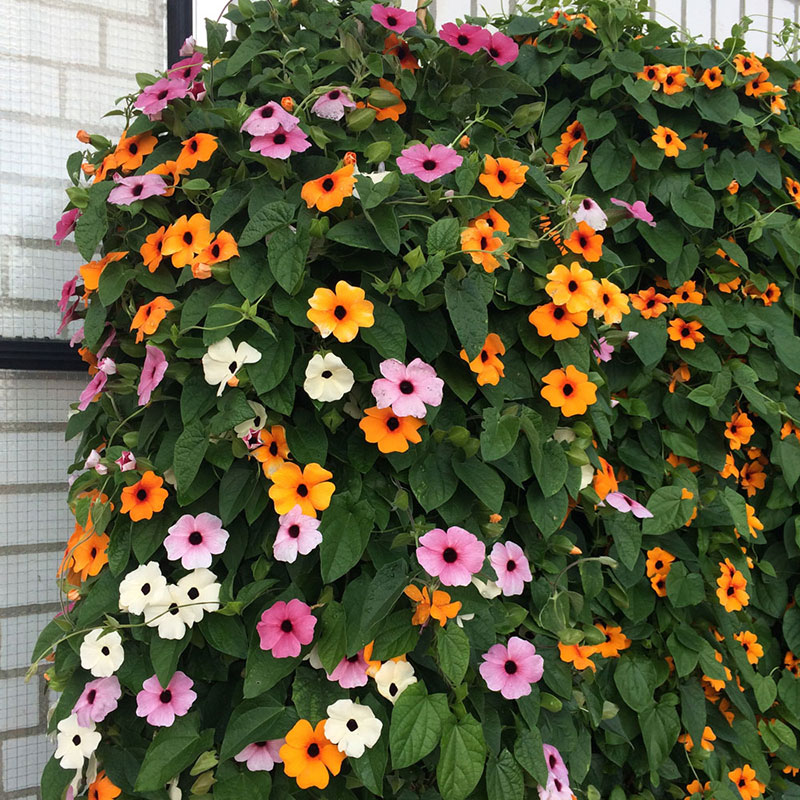 Seme za cveće Crnooka Suzana - Tunbergia alata 5452 - detalj