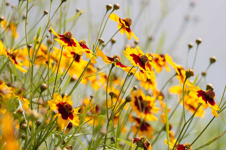 Cveće Carsko Oko - mešavina - seme Coreopsis tinctoria 2971 - detalj