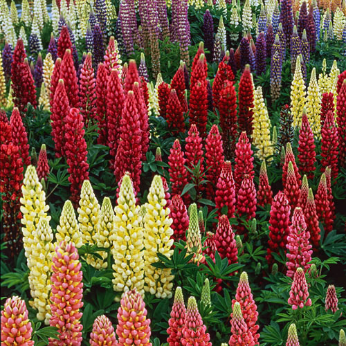 Cveće Vučika - mešavina - seme Lupinus Polyphyllus 4189 - detalj