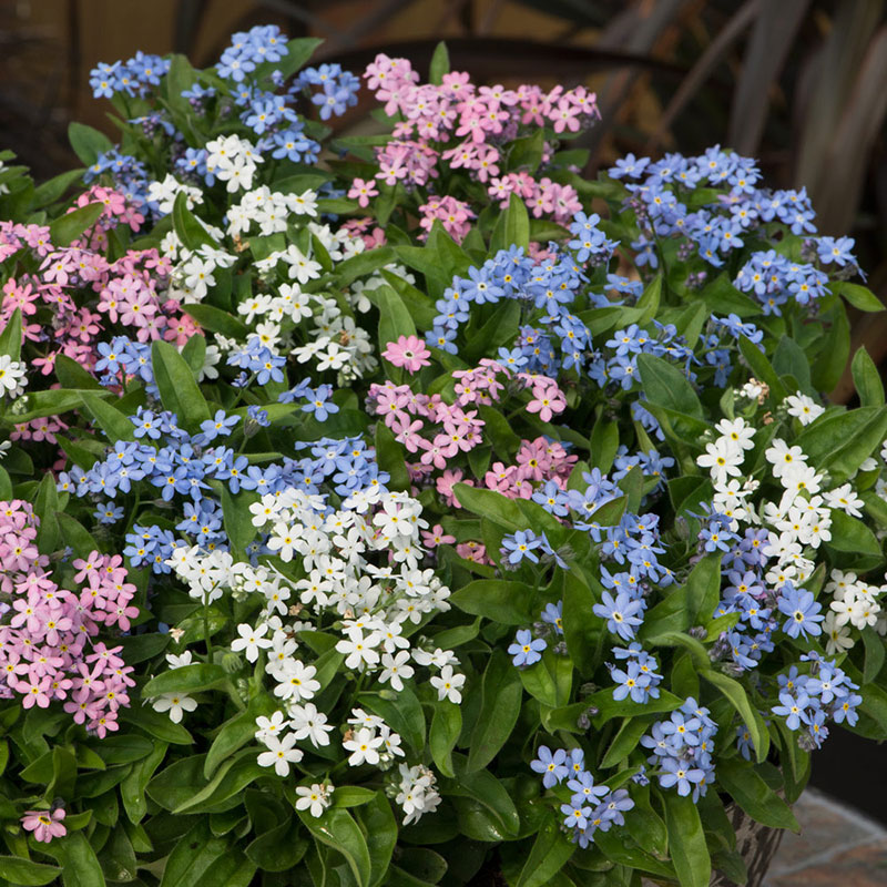 Cveće Spomenak - mešavina - seme Myosotis alpestris 4359 - detalj