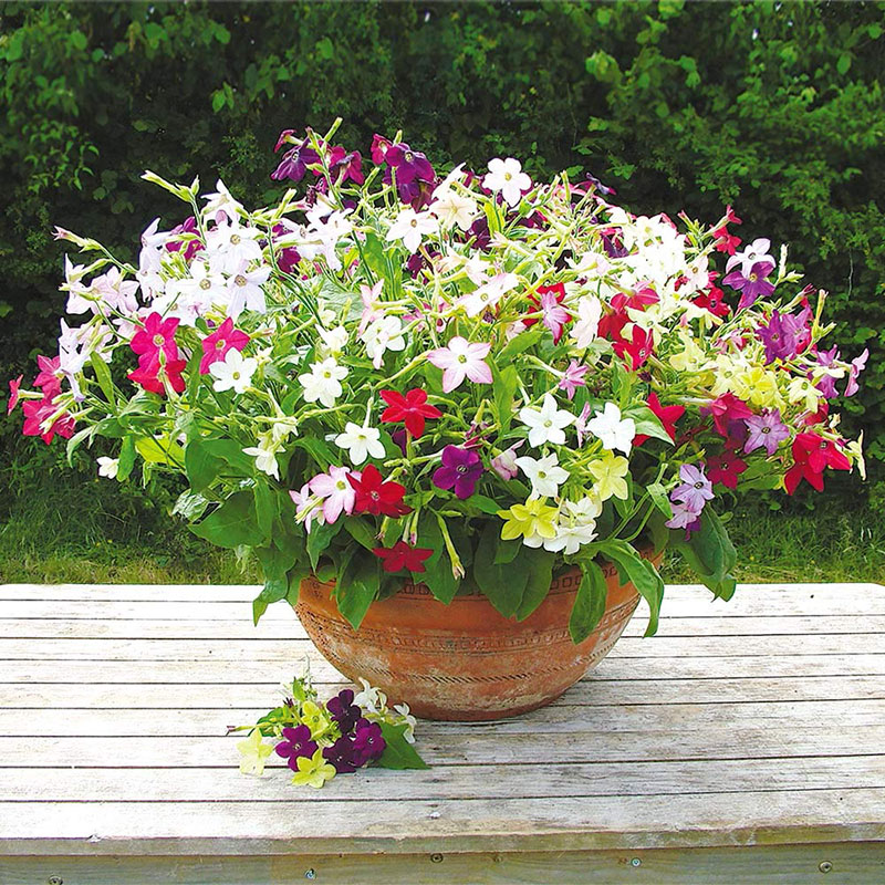 Seme za cveće Ukrasni duvan - mešavina - Nicotiana affinis 4396 - detalj