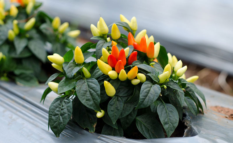 Ukrasna paprika - seme - Capsicum annuum 2583 - detalj