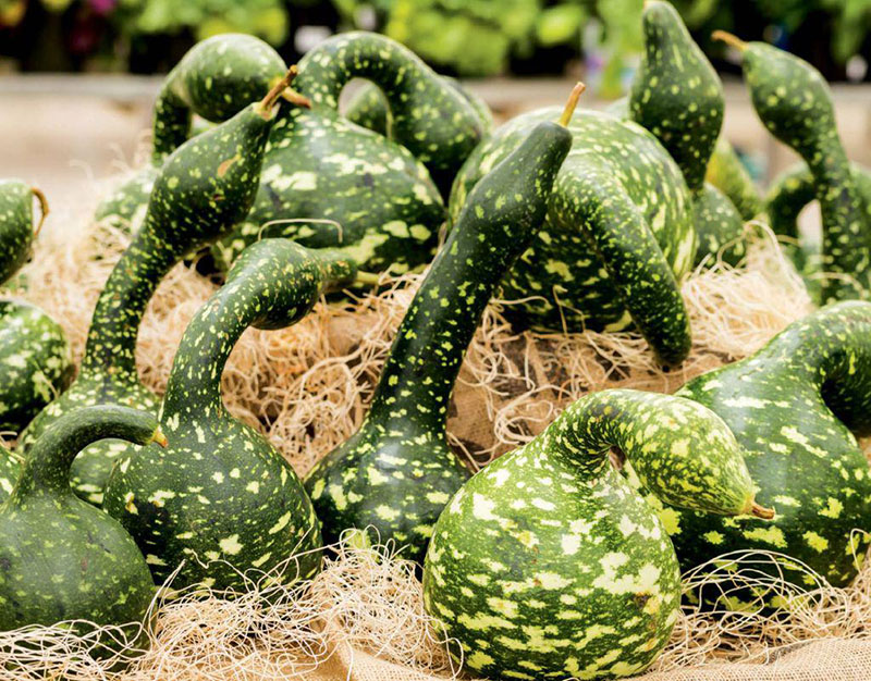 Ukrasna tikva Kobra - seme - Cucurbita maxima 2422 - detalj