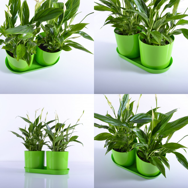 Komplet 2 saksije sa tacnom Drama Mix and PlaY zelena - detalj