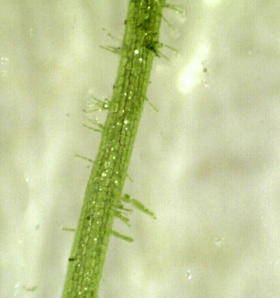 Digitalni mikroskop kamera 1.3 MPx - detalj