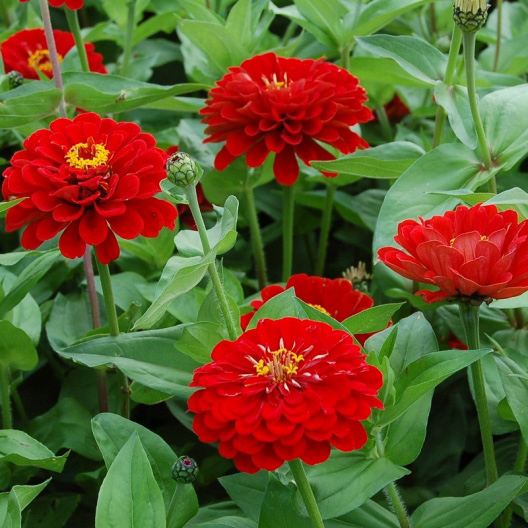 Cveće 10 kesica Lepi čovek - Cinija - crvena - Zinnia elegans 5973 - detalj