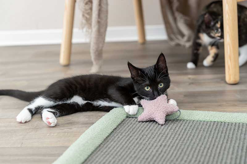 Grebalica prostirka za mačke Junior mint Trixie 44437 - detalj