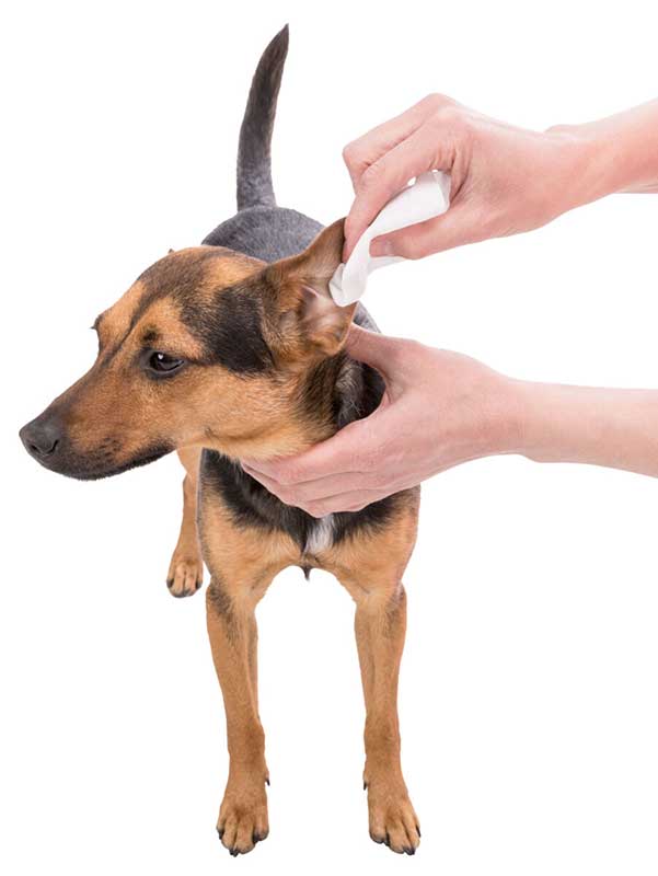 Maramice za čišćenje ušiju pasa, mačaka i drugih ljubimaca 30 komada Trixie 29416 - detalj