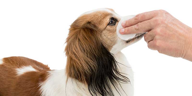 Maramice za umivanje očiju pasa, mačaka i drugih ljubimaca 100 komada Trixie 29391 - detalj