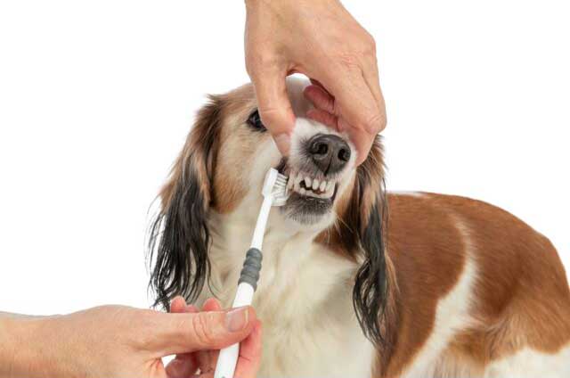 Trostrana četkica za zube za pse ili mačke Trixie 25622 - detalj