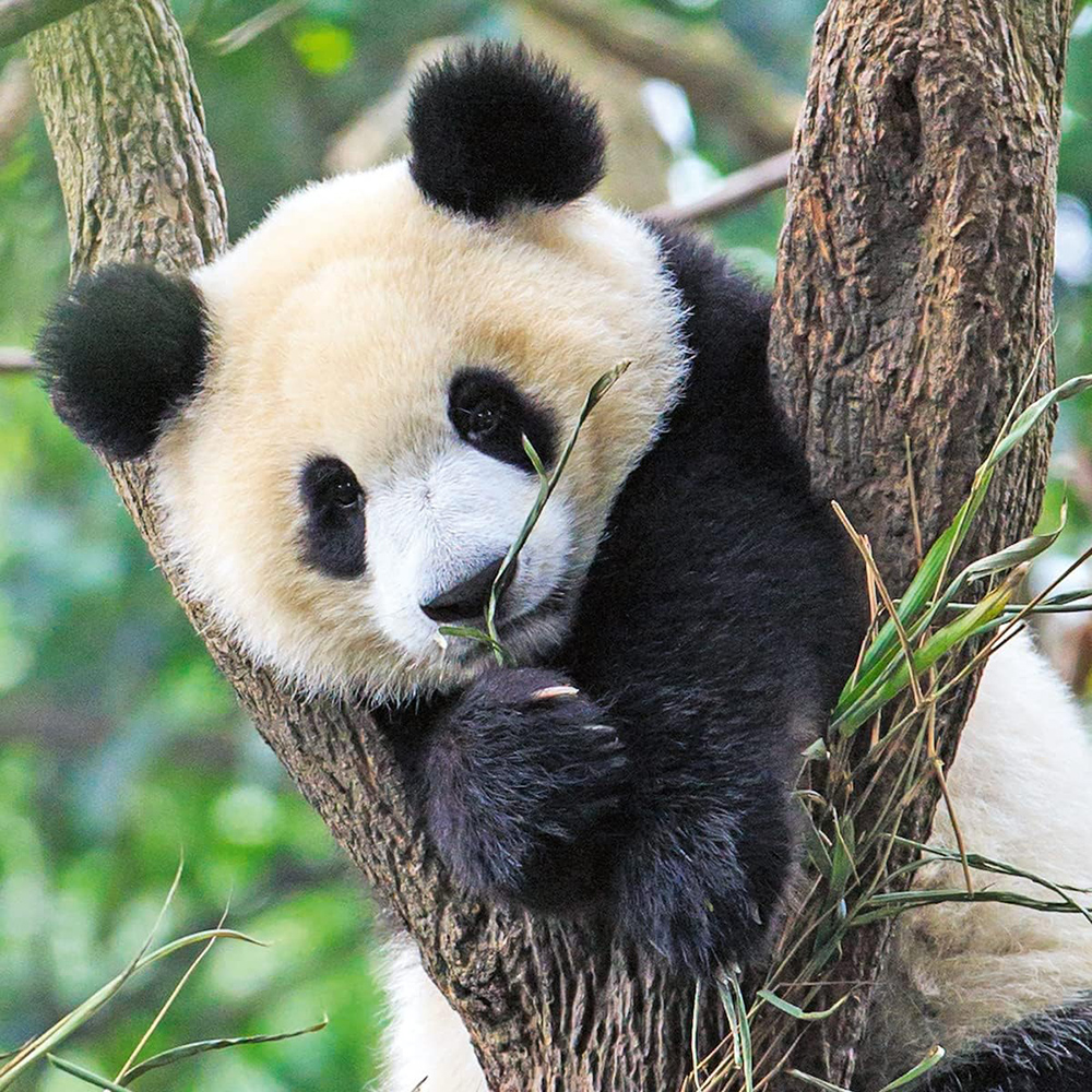 Ravensburger Slagalice 3x49 Panda tigar lav 05666 - detalj