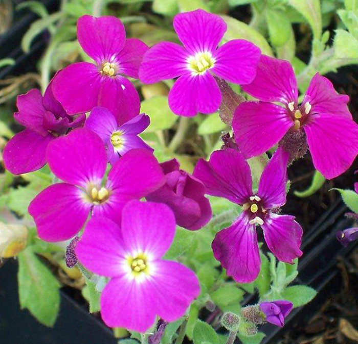 Seme za cveće Aubrieta - Aubrecija mix - 5 kesica Virimax Franchi Sementi - detalj