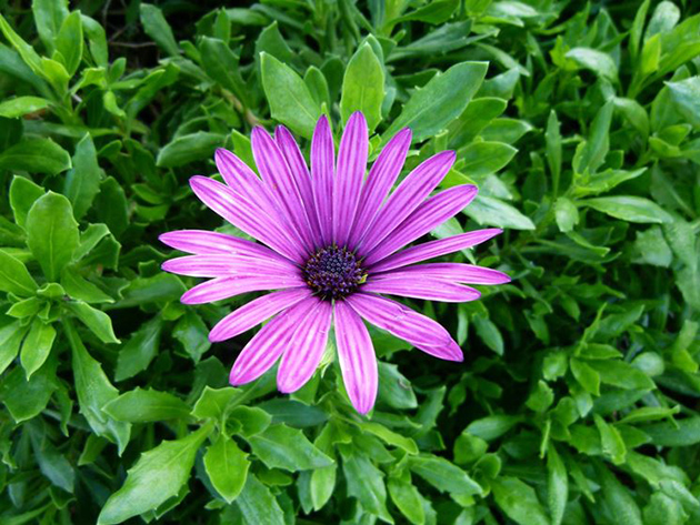 Seme za cveće Afrička margareta - 10 kesica Virimax Franchi Sementi - detalj