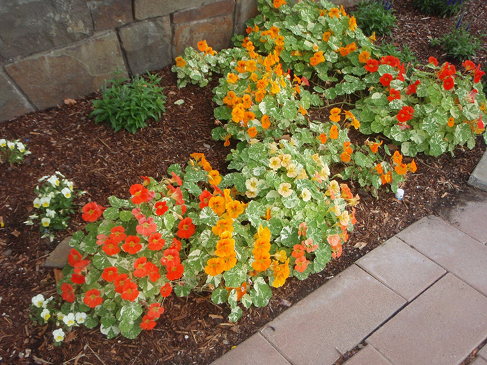 Seme za cveće 10 kesica Dragoljub niski mešavina Franchi Sementi Virimax - detalj