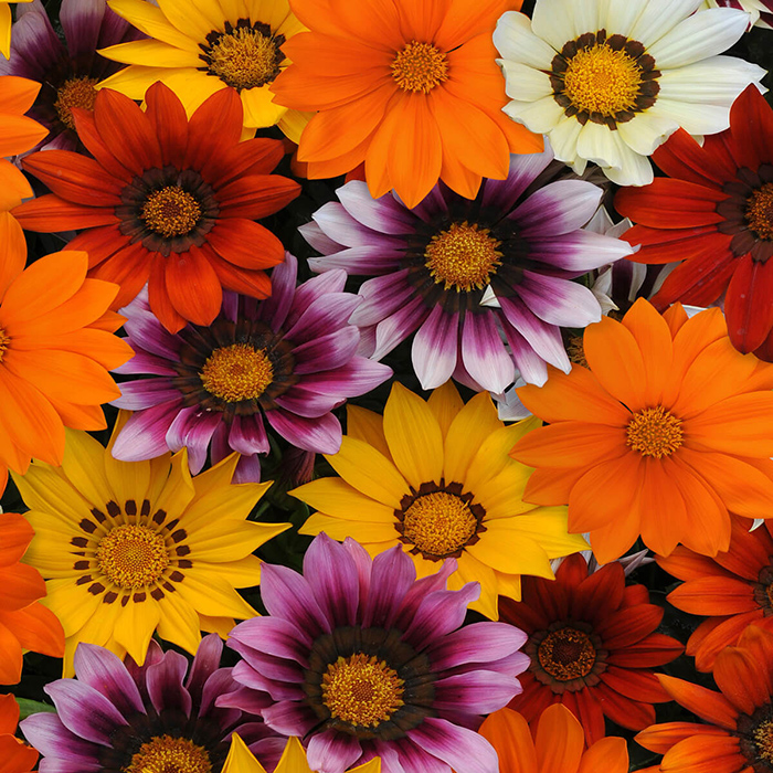 Seme za cveće Gazanija - Sunčica - mešavina 10 kesica Franchi Sementi Virimax - detalj