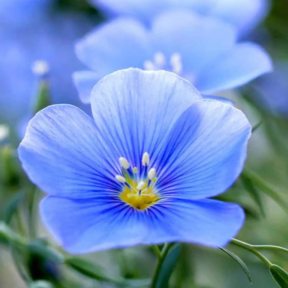 Cveće Ukrasni Lan plavi 5 kesica semena Franchi Sementi Virimax - detalj