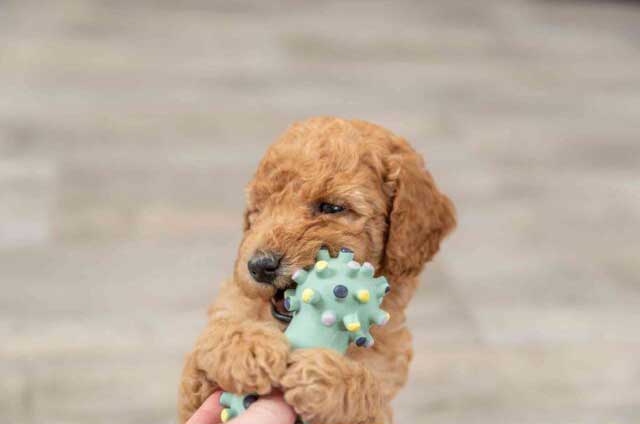 Trixie Junior Igračka za pse Teg od lateksa 10cm 35611 - detalj