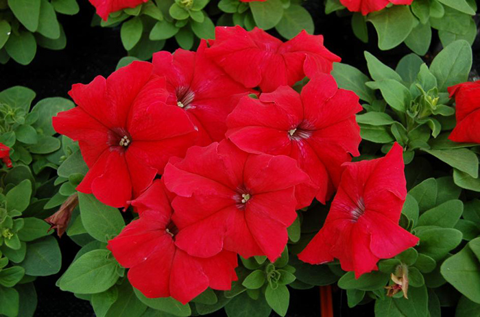 Cveće Petunija niska crvena - seme 5 kesica Franchi Sementi Virimax - detalj