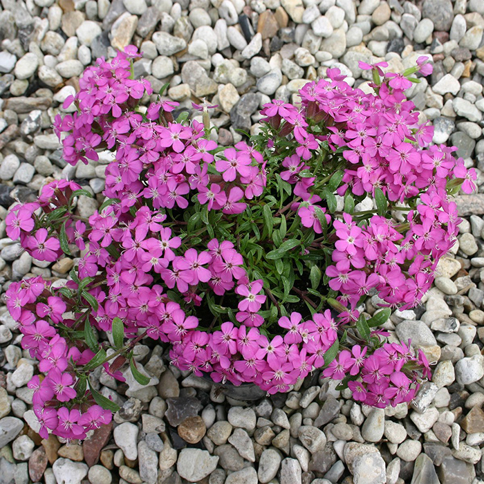 Seme za cveće Saponarija roze 5 kesica Franchi Sementi Virimax - detalj