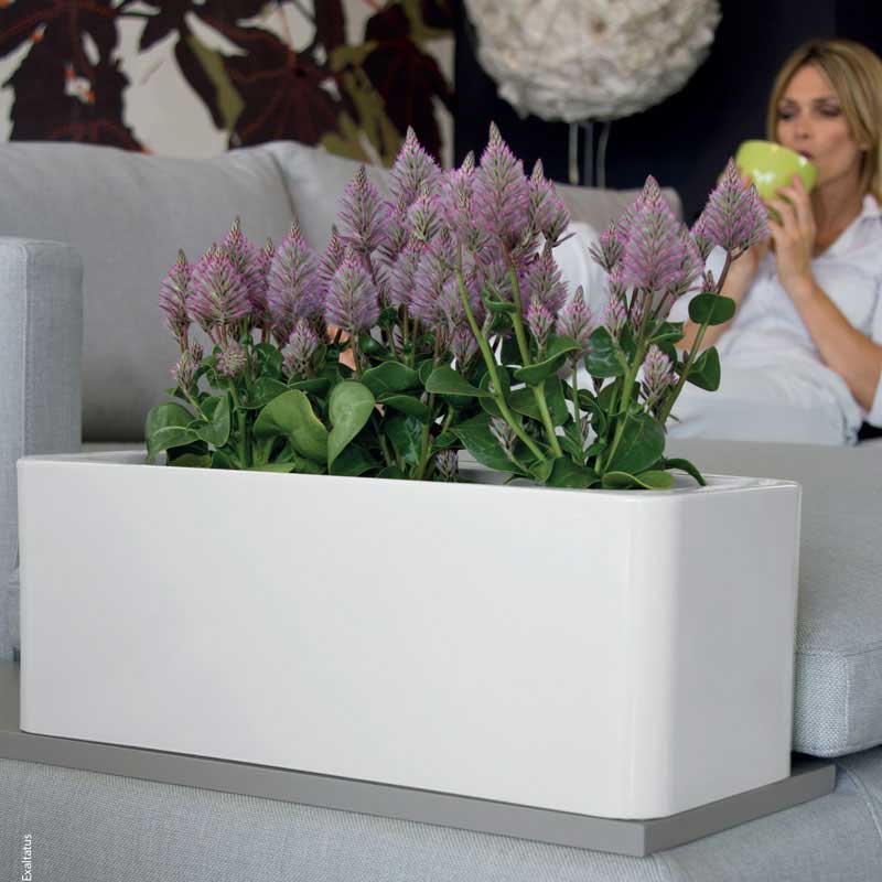 Ukrasna žardinjera Evolution Gloss Calypso Lime - detalj