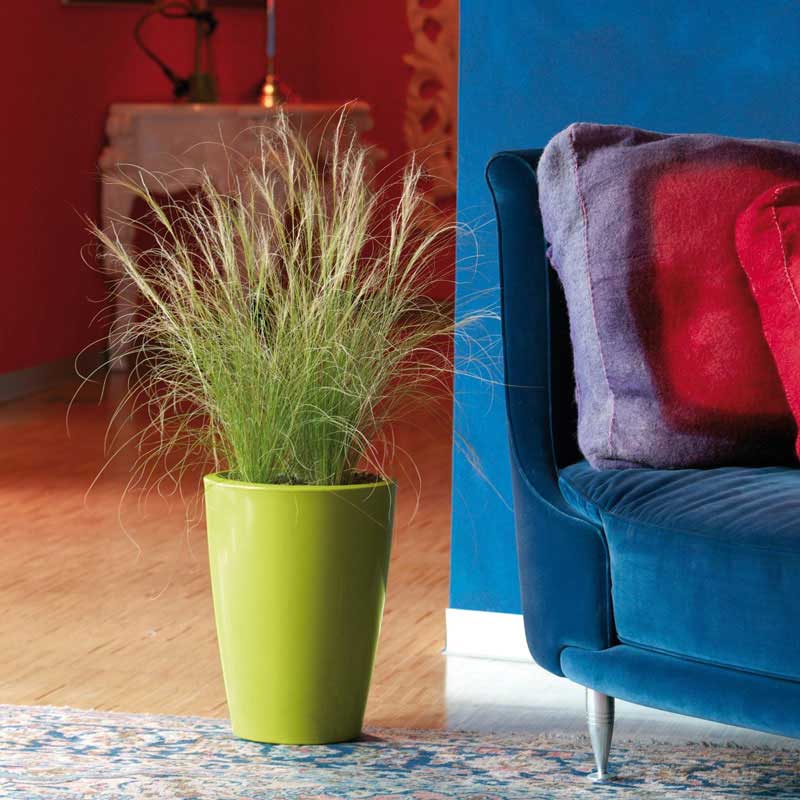 Saksija Evolution Gloss Tylus Yellow - detalj