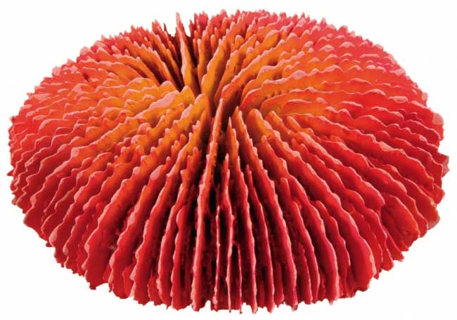 Trixie Dekoracija za akvarijum Set korala 8809 - detalj