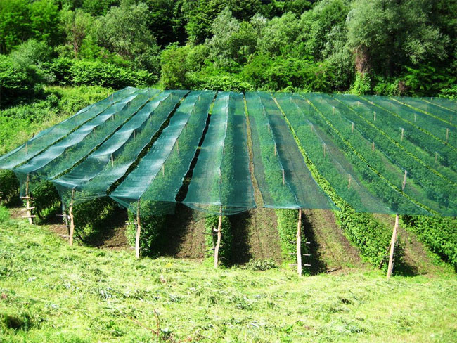 Mreža za zasenu i zaštitu od grada UV Stabilna 3.6x50m - detalj