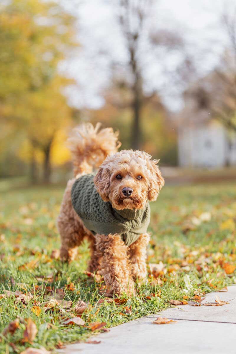 Džemper za psa Norwood olive vel XS leđa 30cm Trixie 6800704 - detalj