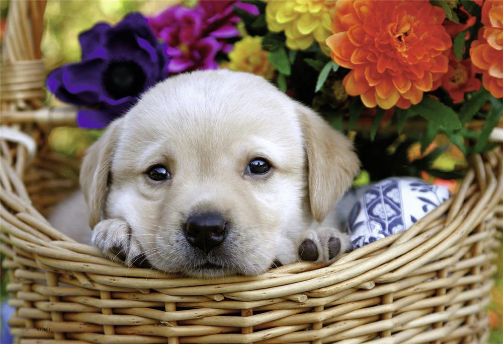 Ravensburger puzzle Dečije puzle - 2x24 - Životinje - Mace - Kučići - Dog And Cat  2x24 dela RA08971 - detalj