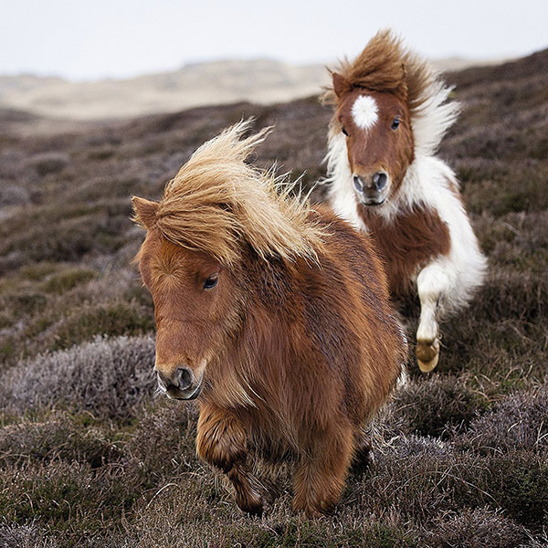 Ravensburger puzzle Dečije puzle - 3x49 - Životinje - Konji - Friendly Ponies  3x49 delova RA09428 - detalj