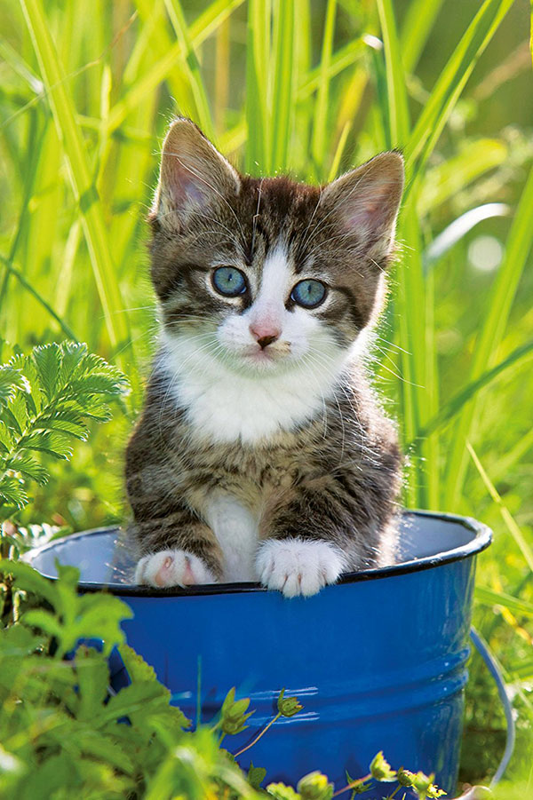 Ravensburger puzzle Dečije puzle - Mini Puzzle - Životinje - Animals 54 dela RA09430 - detalj