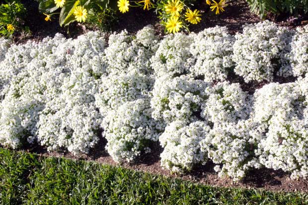 Cveće Medeni Cvet - Snežni Tepih - beli - Alyssum maritimum - seme 2086 - detalj