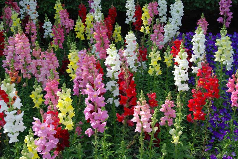 Cveće Zevalica - mešavina - Antirrhinum majus - seme 2129 - detalj