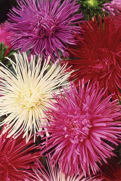 Seme Lepa Kata igličasta - mešavina - Callistephus chinensis spider 2260 - detalj