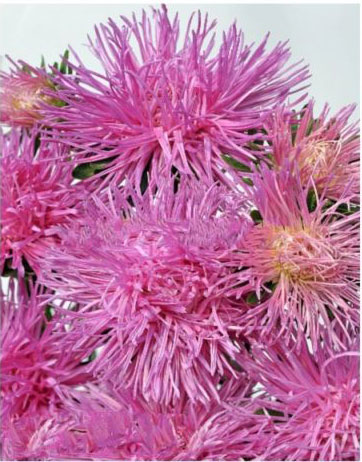 Seme Lepa Kata igličasta - pink - Callistephus chinensis spider 2261 - detalj