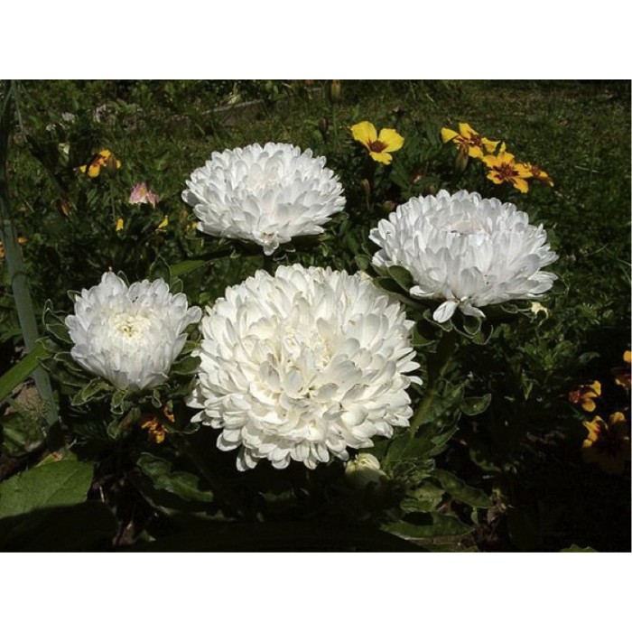 Seme Lepa Kata Princes - bela - Callistephus chinensis 2274 - detalj