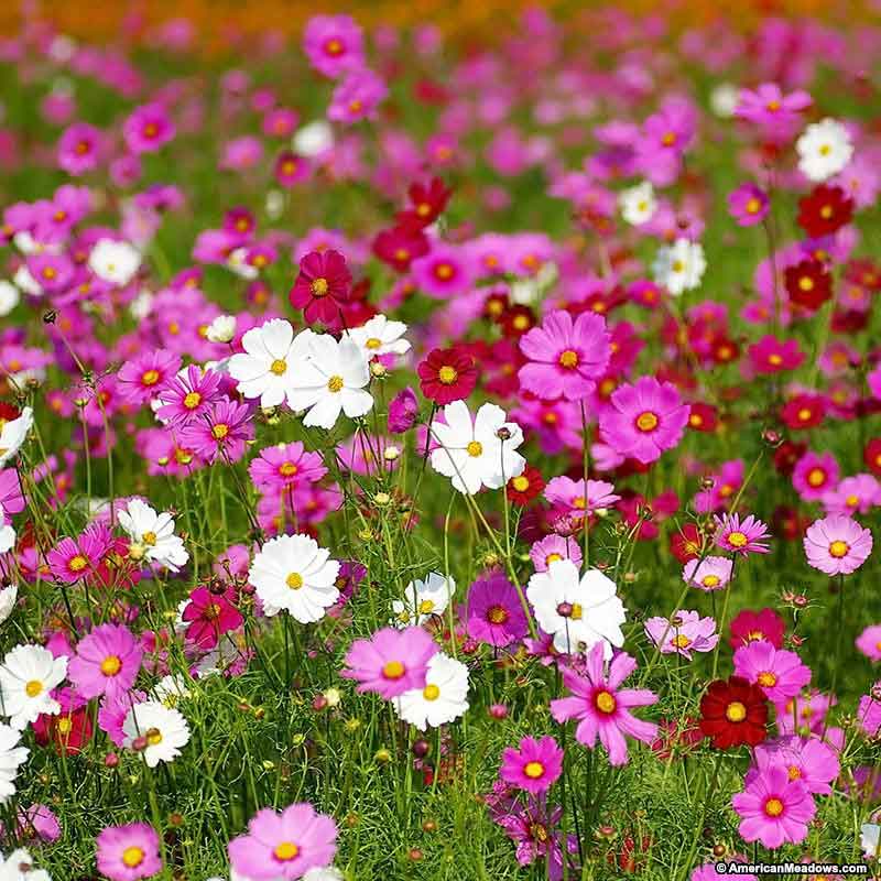 Baštensko cveće Kosmos - mešavina - Cosmos bipinnatus 2979 - detalj