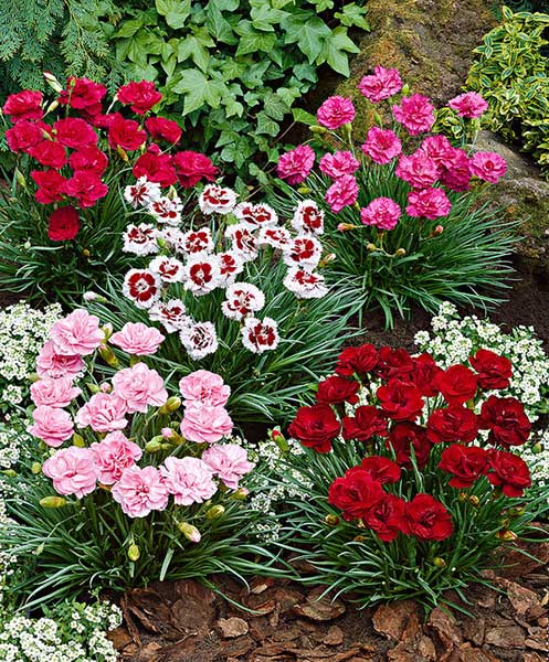 Seme za cveće Kineski karanfil - mešavina - Dianthus chinensis 3138 - detalj