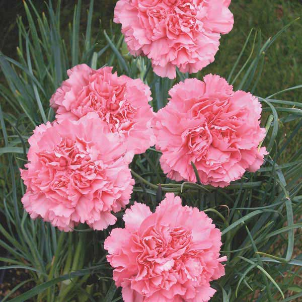 Seme za Karanfil  šabo - pink - Dianthus caryophyllus 3225/1 - detalj