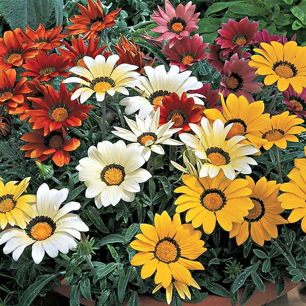Baštensko cveće Gazanija - mešavina - Gazania splendens hyb. 3470 - detalj