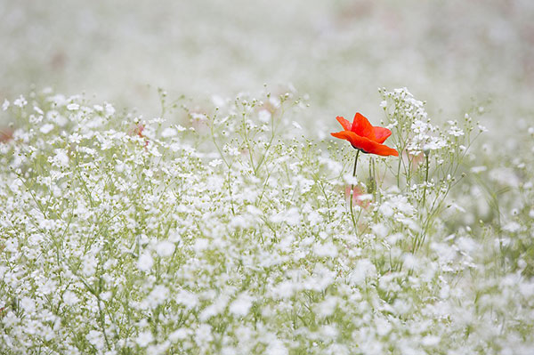 Baštensko cveće Šlajer - beli - Gypsophila elegans. 3665 - detalj