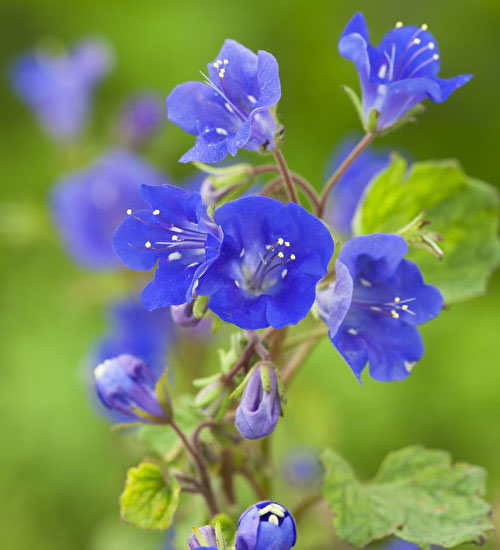 Seme za cveće Ukrasna facelija - Phacelia camapnularia - 3833 - detalj