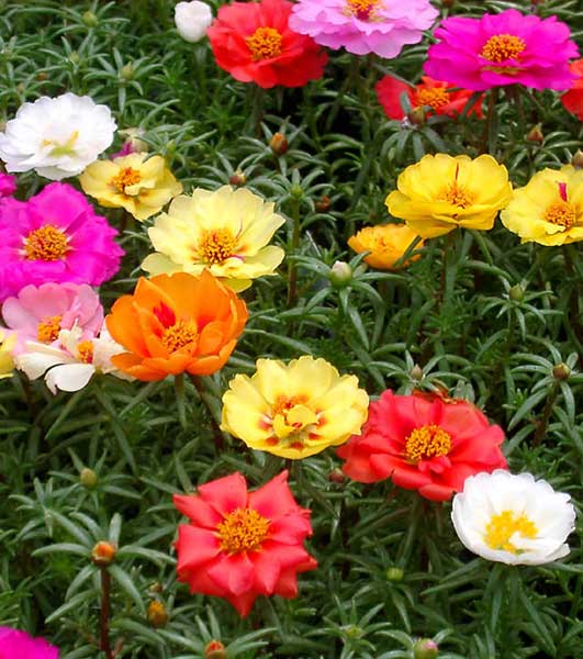 Seme za cveće Prkos dupli - mešavina - Portulaca grandiflora 4830 - detalj